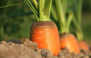 Pročitajte više o članku Savjeti za uzgoj povrća prema narodnoj predaji. Zašto ne?!